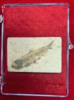 Authentic Baby Knightia eocaena Green River Fossil Fish in Acrylic Case