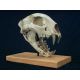Metalurus minor, cheetah-like cat skull, small