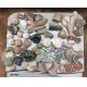 1 Pound Authentic  Large Fossil Mix Collection Bag/Kit