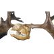 Cervalces scotti, Stag Moose, Skull & Antlers RENTAL