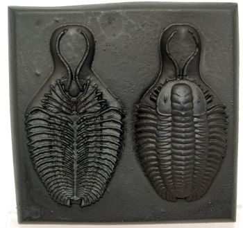 Triarthrus eatoni, trilobite reconstruction