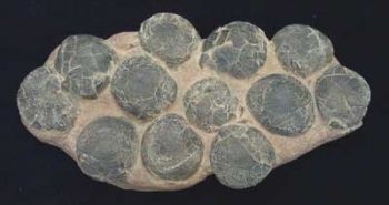 Therizinosaur Dinosaur Egg Nest With 12 Eggs
