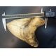 World Record Megalodon Tooth, Otodus megalodon, Over 7 Inches