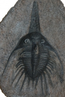 Psychopyge elegans, trilobite