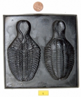 Trilobite Teaching Colletion, 35 specimens