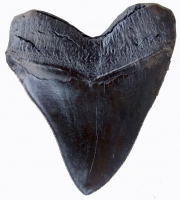 5.5 Inch Otodus Megalodon Shark Tooth Replica