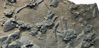 Platysuchus petroleoum, Eocene crocodile skeleton in matrix