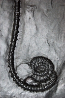 Acanthocrinus rex, crinoid