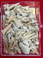 Fossil Shark Teeth Mix in Acrylic Display Case