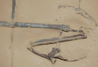 Rhamphorhynchus, pterosaur skull & wing #5