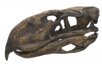 Phororhacos inflatus, giant terror bird skull replica