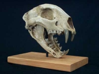 Metalurus minor, cheetah-like cat skull, small
