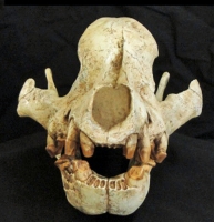 Borophagus secundus, large Miocene dog