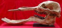 Platybelodon grangeri, skull