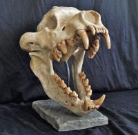 Dinocrocuta giganteus, giant hyena skull