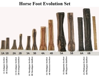 Horse Foot Evolution, fore & hind feet 12 piece set