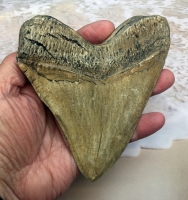Megalodon (Otodus megalodon) tooth, Ivory
