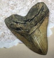 Megalodon (Otodus megalodon) tooth, Ivory