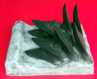 Megalodon Tooth Progression With 8, 6 Inch Teeth, Otodus megalodon