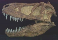 Tarbosaurus, brain endocast