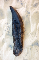 Tyrannosaurus rex, juvenile tooth with root