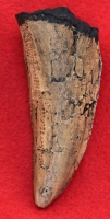 Tyrannosaurus rex, tooth with serrations