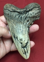 5 7/8 Inch Otodus Megalodon Shark Tooth Pathology choose color