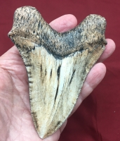 Otodus megalodon tooth