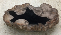 Dipterocarpus Authentic Petrified Wood, Indonesia