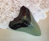 Otodus Megalodon Shark Tooth, 4.5 inch REPLICA 