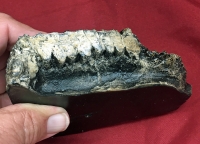 Edmontosaurus, tooth row