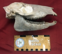 Mesohippus bairdi, authentic horse skull