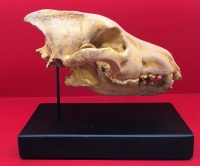 Dire Wolf, Canis dirus, Skull 2/3 Scale 3D Printed, Replica