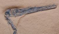 Pterodactylus kochi, specimen #7