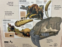 Build A Life Size Smilodon Skull Prehistoric Beasts Book KIt ONLY 5 AVAILABLE