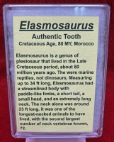 Authentic Elasmosaur Tooth (example) In Acrylic Display Case