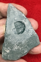 Authentic Elrathia kingii, trilobite (sample) In Acrylic Display Case