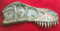 Tyrannosaurus rex Life-Size 2 Piece Skull Sculpture LAST 2 AVAILABLE