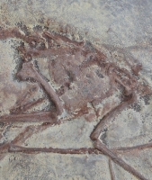 Pterodactylus kochi, the walking pterosaur specimen #3