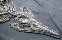 Ichthyosaurus intermedius, marine reptile