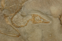 Archaeopteryx lithographica, first bird