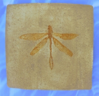 Protolindenia wittei, dragonfly, insect