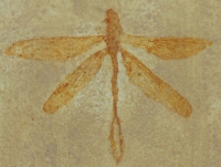 Protolindenia wittei, dragonfly, insect