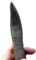 Pliosaur tooth, giant marine reptile