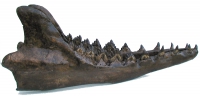 Zygorhiza, Eocene Whale Skull
