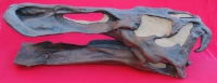 Edmontosaurus annectens (Anatosaurus) Skull & Jaws RENTAL