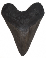 Megalodon Tooth (giant 17 inch sculpture) Otodus megalodon
