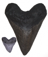 Megalodon Tooth (giant 17 inch sculpture) Otodus megalodon