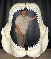 Otodus Megalodon Shark Jaws With Teeth