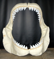 Otodus Megalodon Shark Jaws With Teeth